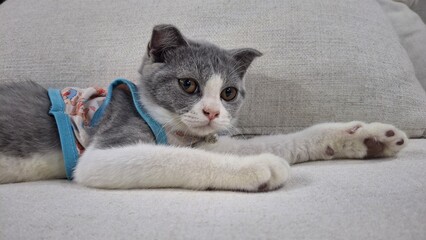This charming kitten in a blue harness lies comfortably on a cushion, showcasing its curious expression. The detailed portrait captures innocence, warmth, and pet-friendly lifestyle moments.