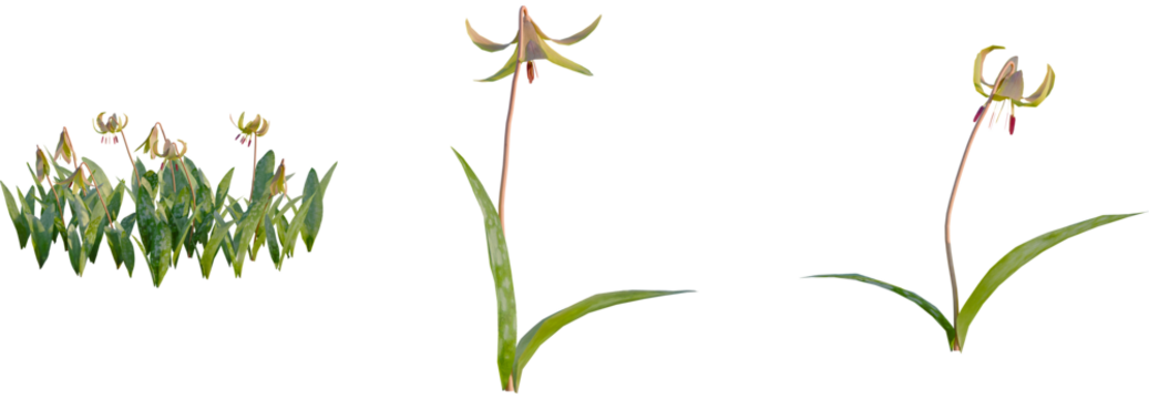 Erythronium americanum tree, front view, cutout, transparent background, isolate, Stunning trout lily flowers with mottled leaves symbolize springtime rebirth