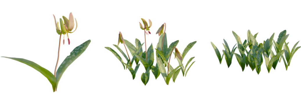 Erythronium americanum tree, front view, cutout, transparent background, isolate, Erythronium flower cluster set, elegant and decorative floral element