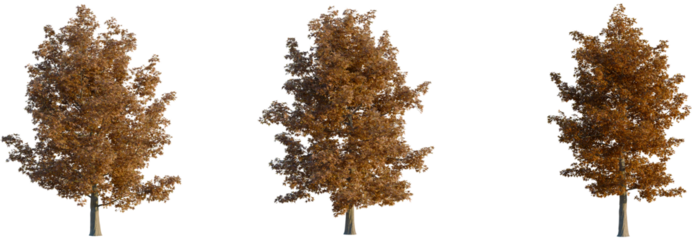 Liquidambar styraciflua tree, front view, cutout, transparent background, isolate, Three stunning autumn trees with golden leaves for seasonal designs