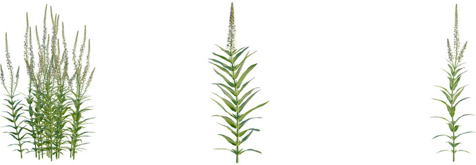 Fototapeta premium Lysimachia ephemerum tree, front view, cutout, transparent background, isolate, Elegant veronica flowers blossom in summer sunshine, a vibrant garden plant