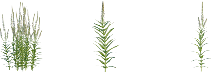 Lysimachia ephemerum tree, front view, cutout, transparent background, isolate, Elegant veronica flowers blossom in summer sunshine, a vibrant garden plant