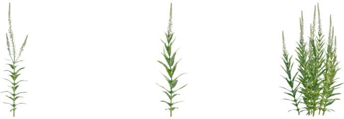 Lysimachia ephemerum tree, front view, cutout, transparent background, isolate, Blooming veronica plants offer a touch of nature's serene beauty