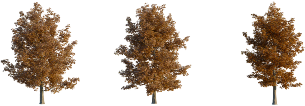 Liquidambar styraciflua tree, front view, cutout, transparent background, isolate, Three stunning autumn trees with golden leaves for seasonal designs