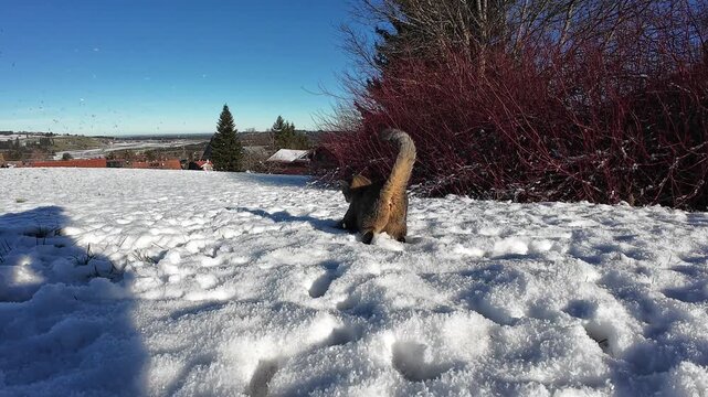 Lustiges Video von einer kleinen dicken Katzen die im Winter mit Schneeb&auml;llen spielt