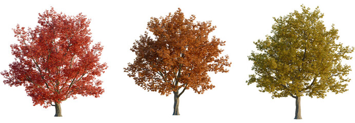 Quercus rubra tree, front view, cutout, transparent background, isolate, Vibrant autumn trees in stunning seasonal colors for landscaping design