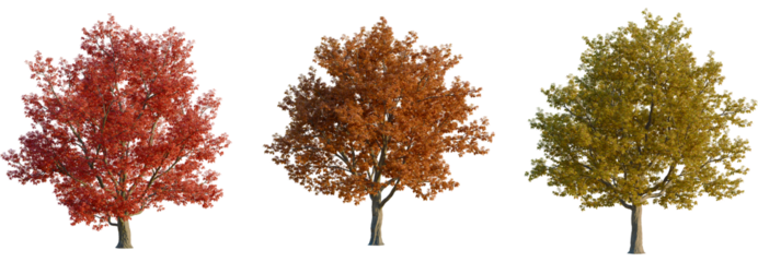 Quercus rubra tree, front view, cutout, transparent background, isolate, Vibrant autumn trees in stunning seasonal colors for landscaping design
