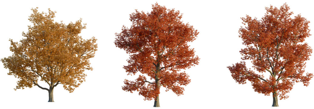 Quercus rubra tree, front view, cutout, transparent background, isolate, Three vibrant autumn trees showcase season's beauty, ready for compositing