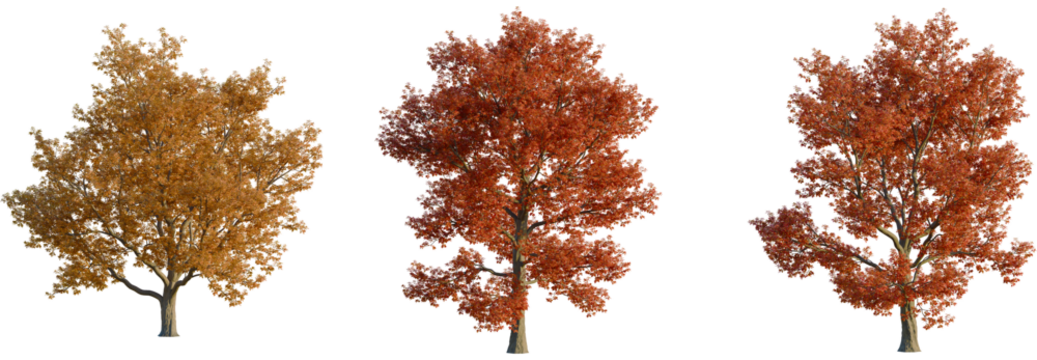 Quercus rubra tree, front view, cutout, transparent background, isolate, Three vibrant autumn trees showcase season's beauty, ready for compositing