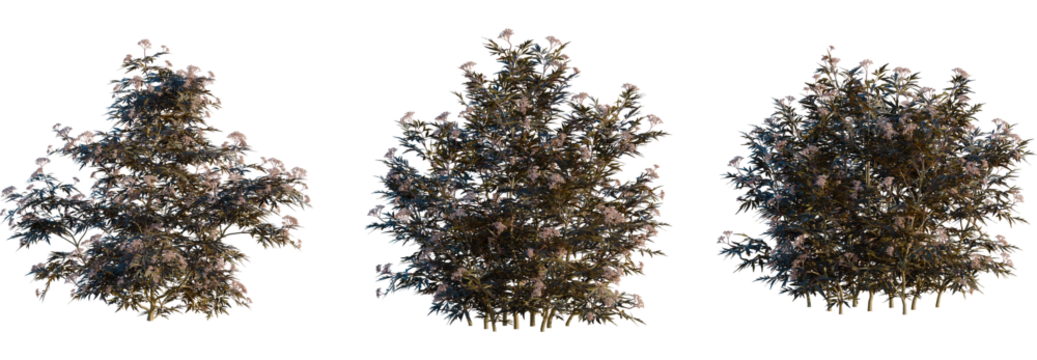 Sambucus nigra black lace tree, front view, cutout, transparent background, isolate, Three flowering bushes in natural light for garden design projects