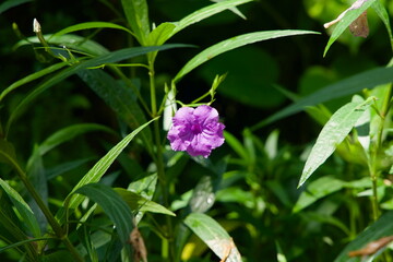 Purple Flower in Tropical Garden