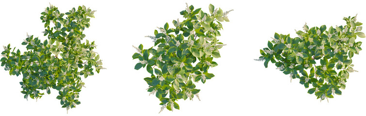 Clethra alnifolia tree plan, top view, cutout, transparent background, isolate, Three lush flowering shrubs for garden design and landscaping projects