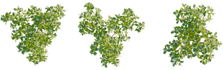 Clethra alnifolia tree plan, top view, cutout, transparent background, isolate, Vibrant summer foliage with delicate white blossoms for garden designs