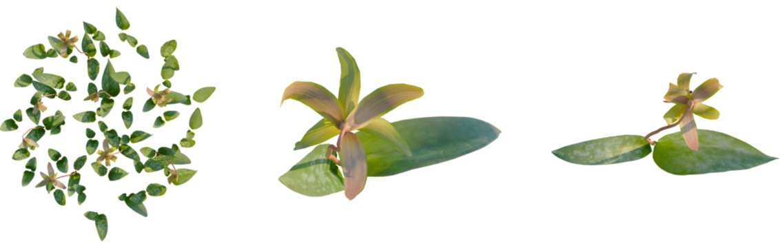 Erythronium americanum tree plan, top view, cutout, transparent background, isolate, Stunning trout lily flowers with mottled leaves symbolize springtime rebirth