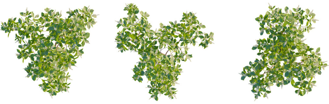 Clethra alnifolia tree plan, top view, cutout, transparent background, isolate, Vibrant summer foliage with delicate white blossoms for garden designs - Powered by Adobe