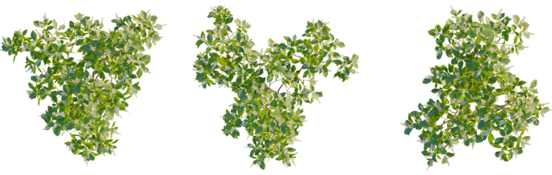 Clethra alnifolia tree plan, top view, cutout, transparent background, isolate, Vibrant summer foliage with delicate white blossoms for garden designs - Powered by Adobe