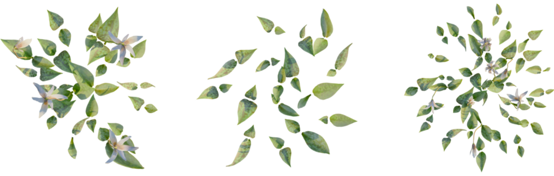 Erythronium albidum tree plan, top view, cutout, transparent background, isolate, Elegant trout lily plants in various growth stages, isolated for design use