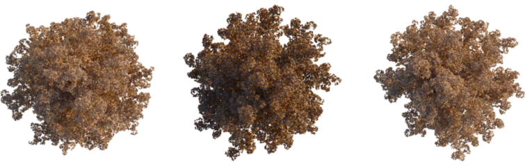 Liquidambar styraciflua tree plan, top view, cutout, transparent background, isolate, Autumnal trees with falling leaves, perfect for seasonal designs now