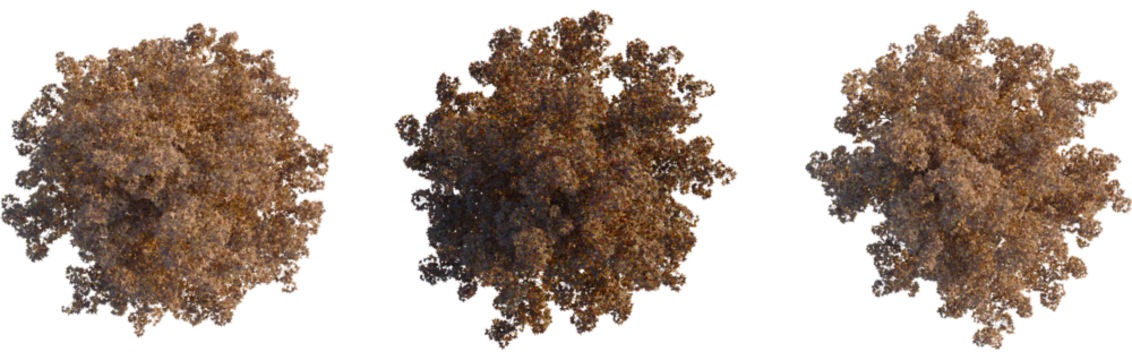 Liquidambar styraciflua tree plan, top view, cutout, transparent background, isolate, Autumnal trees with falling leaves, perfect for seasonal designs now