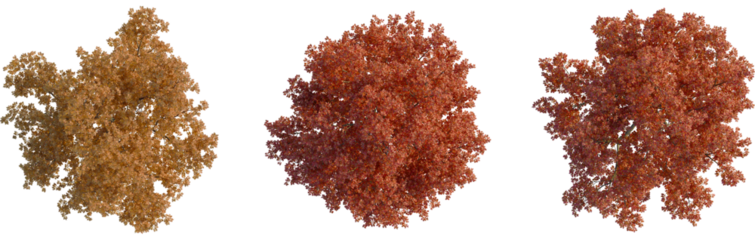 Quercus rubra tree plan, top view, cutout, transparent background, isolate, Three vibrant autumn trees showcase season's beauty, ready for compositing