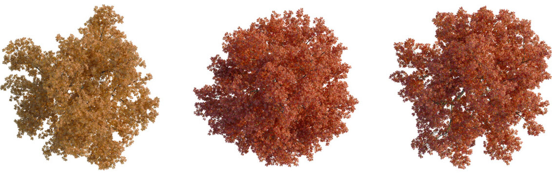 Quercus rubra tree plan, top view, cutout, transparent background, isolate, Three vibrant autumn trees showcase season's beauty, ready for compositing