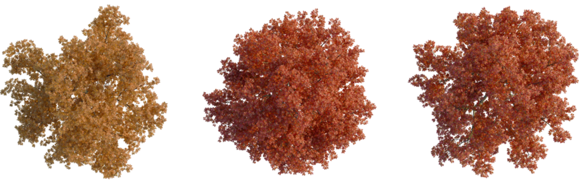Quercus rubra tree plan, top view, cutout, transparent background, isolate, Three vibrant autumn trees showcase season's beauty, ready for compositing