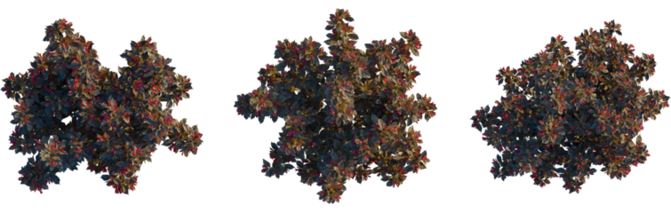 Weigela naomi campbell tree plan, top view, cutout, transparent background, isolate, Beautiful Weigela shrubs with vibrant red flowers add charm to any space