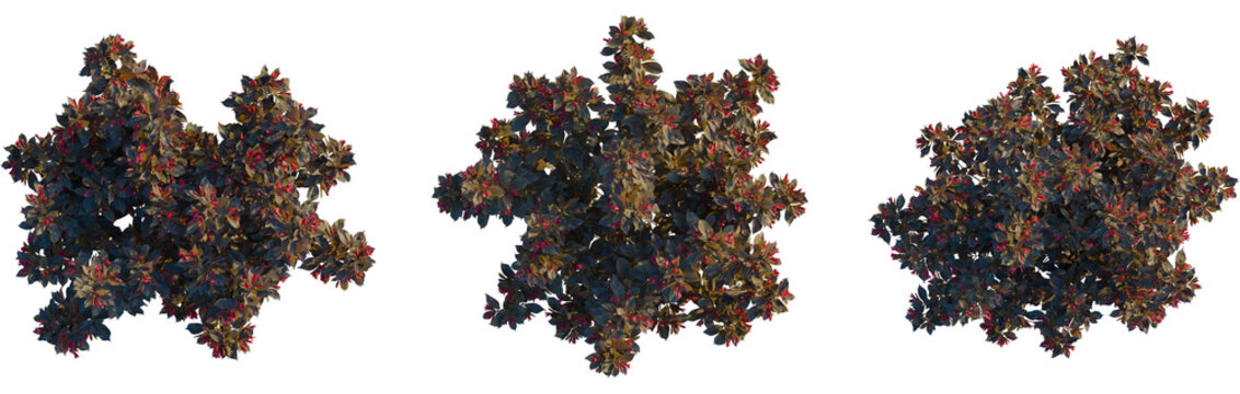 Weigela naomi campbell tree plan, top view, cutout, transparent background, isolate, Beautiful Weigela shrubs with vibrant red flowers add charm to any space