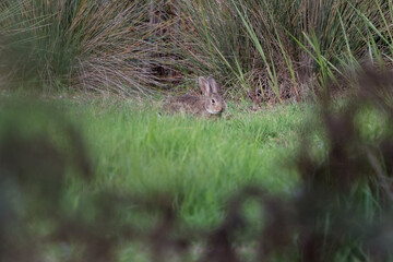 Wild Rabbit Feeding at Sunrise in Natural Meadow