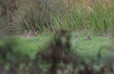 Rabbits Eating in Sunrise Glow – Wildlife Photography