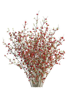 Chaenomeles speciosa tree 4k png, front view, cutout, isolate, transparent background, Stunning flowering quince bush blooms profusely, perfect for spring designs