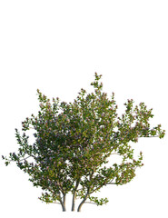Obraz premium Escallonia x langleyensis apple tree 4k png, front view, cutout, isolate, transparent background, Blooming shrub bursts forth with delicate pink flowers in spring sunlight