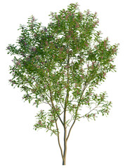 Fototapeta premium Indigofera heterantha tree 4k png, front view, cutout, isolate, transparent background, Delicate flowering tree with vibrant green foliage, ideal landscaping element