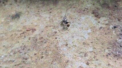 A small black insect with delicate wings on a textured brown surface, possibly a countertop or natural stone.