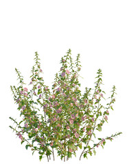 Lavatera clementii tree 4k png, front view, cutout, isolate, transparent background, Delicate pink Hollyhock flowers blooming, garden plant for design elements