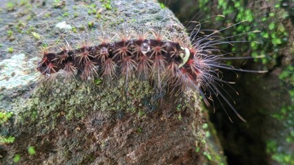 A close-up view of a fuzzy, dark-bodied caterpillar with long reddish-brown bristles resting on a moss-covered rock surface.