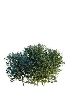 Myrtus communis tree 4k png, front view, cutout, isolate, transparent background, Luscious flowering shrub bursting with life for your landscape designs