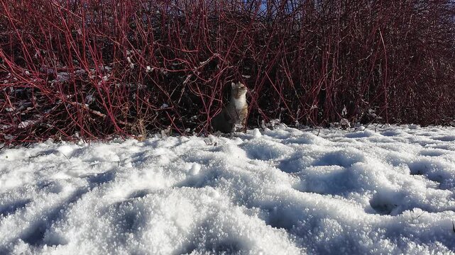 Lustiges Video von einer kleinen dicken Katzen die im Winter mit Schneeb&auml;llen spielt