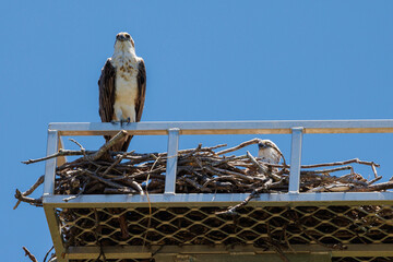 Close up of an Eastern Osprey perched on the edge of it's nest with a chick visible inside the nest...