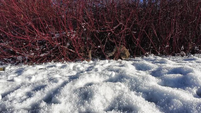 Lustiges Video von einer kleinen dicken Katzen die im Winter mit Schneeb&auml;llen spielt