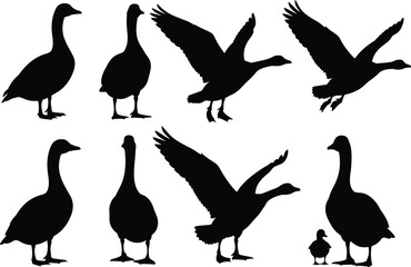 Set of goose silhouettes, flying birds, standing waterfowl, mother and baby goose, black vector shapes, farm animal collection, nature design elements, isolated white background.
