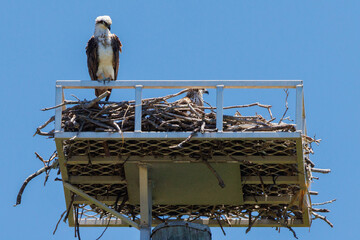 Close up of an Eastern Osprey perched on the edge of it's nest with a chick visible inside the nest...