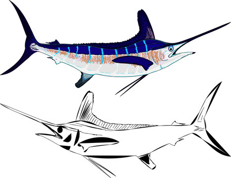 Color and outline of a White Marlin duo