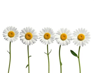 Aesthetic white daisies on a white background, perfect for spring and summer theme