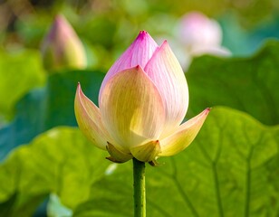 Close-up shot capturing the serene beauty of a pink lotus flower bud amidst greenery