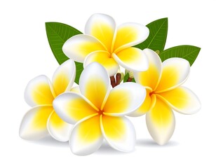 Exquisite Plumeria Blossom Illustration: A Symphony of Tropical Beauty and Serenity