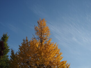 Fototapeta premium イチョウのある風景