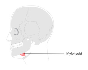 Mylohyoid - Labeled human muscle forming the floor of the mouth, shown in anatomy chart, elevates floor of mouth and hyoid during swallowing, vital for teaching and medical study