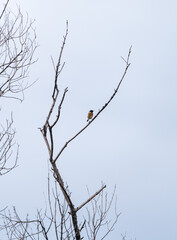 Obraz premium Wild European Stonechat Sitting Calmly on Branch