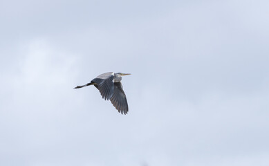 Elegant Grey Heron Flying in Soft Golden Light